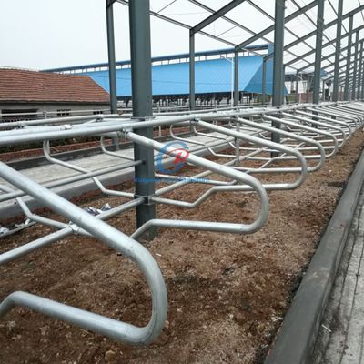 Özel Çelik Yapı Sığır Çadırı Bina Prefab Sığır Süt Çiftliği Metal Çerçeve Çadırları