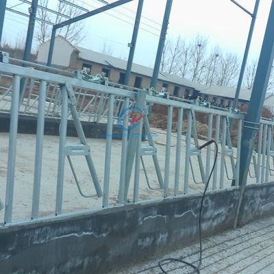 Güçlü Çelik Yapı Sığır Ahırı Çağdaş Çelik Süt Fırınları